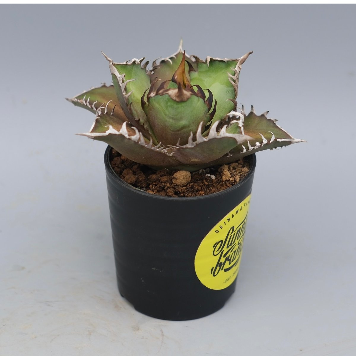 アガベ チタノタ レッドキャットウィーズル Agave titanota Red Catwee