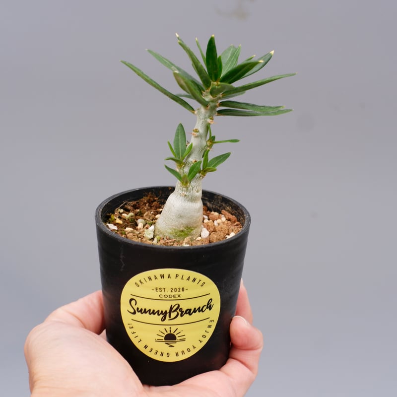 パキポディウム ビスピノーサム Pachypodium bispinosum 007 | Su パキポディウム ビスピノーサム Pachypodium bispinosum 007 | Su