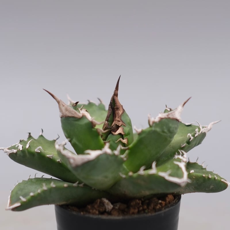 アガベ チタノタ ホワイトファイヤー Agave titanota whitefare