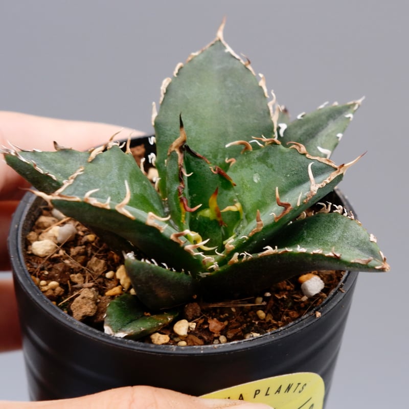 白鯨whitewhaleアガベ チタノタagave titanota