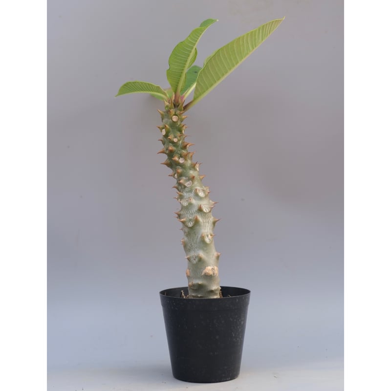 パキポディウム バロニー実生株042 Pachypodium baronii | Sunny