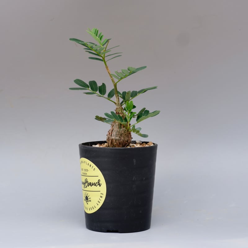 センナ メリディオナリス 実生株 Senna meridionalis 005 | Sunny