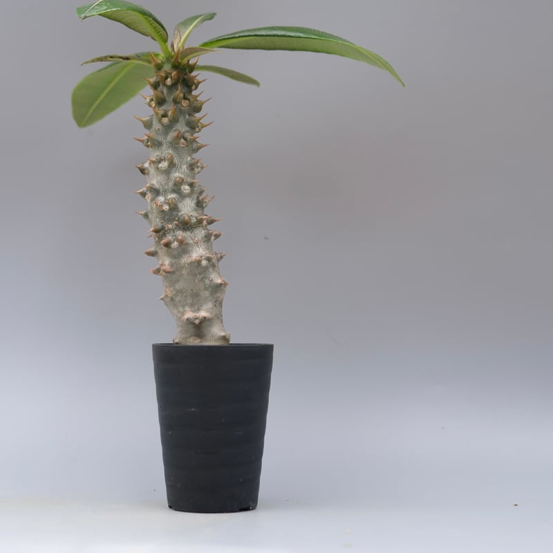 パキポディウム バロニー実生株035 Pachypodium baronii | Sunny