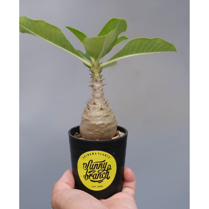 パキポディウム ウィンゾリー 実生株 071 Pachypodium windsorii