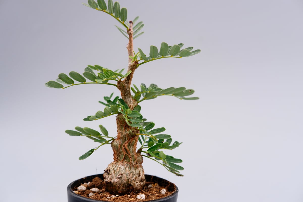 センナ メリディオナリス 実生株 Senna meridionalis 001 | Sunny