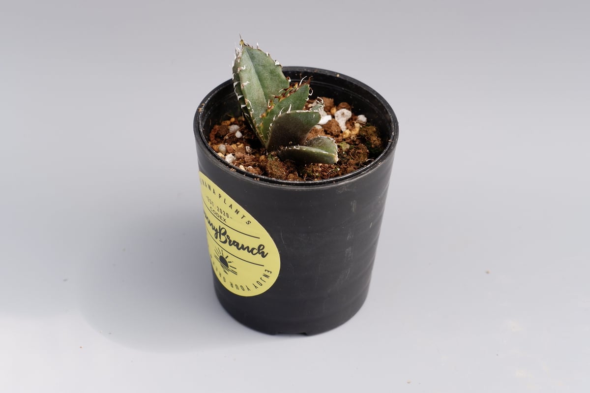 アガベ チタノタ 白鯨 066 Agave titanota white whale | Su