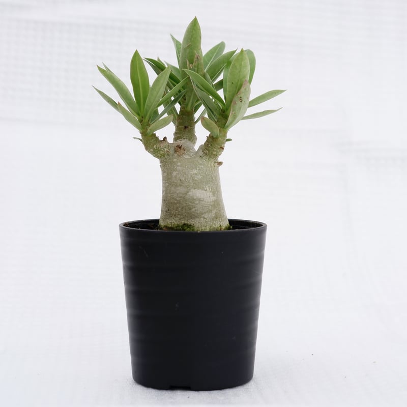 アデニウム ブラックソマレンセ 実生株 Adenium somalense var. bla