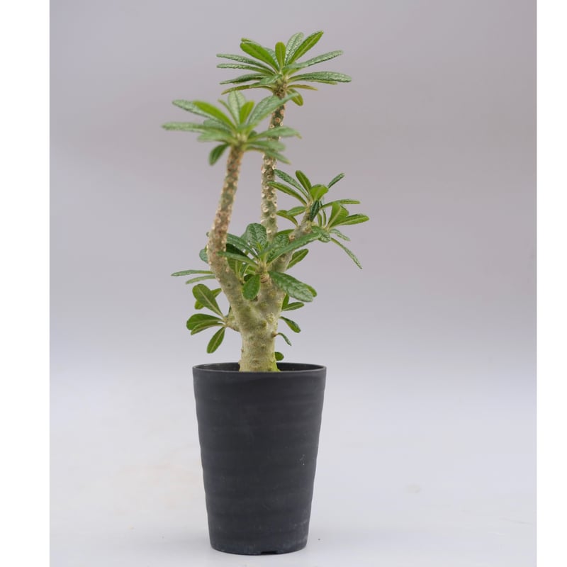 ドルステニア ギガス045 Dorstenia gigas | Sunny Branch