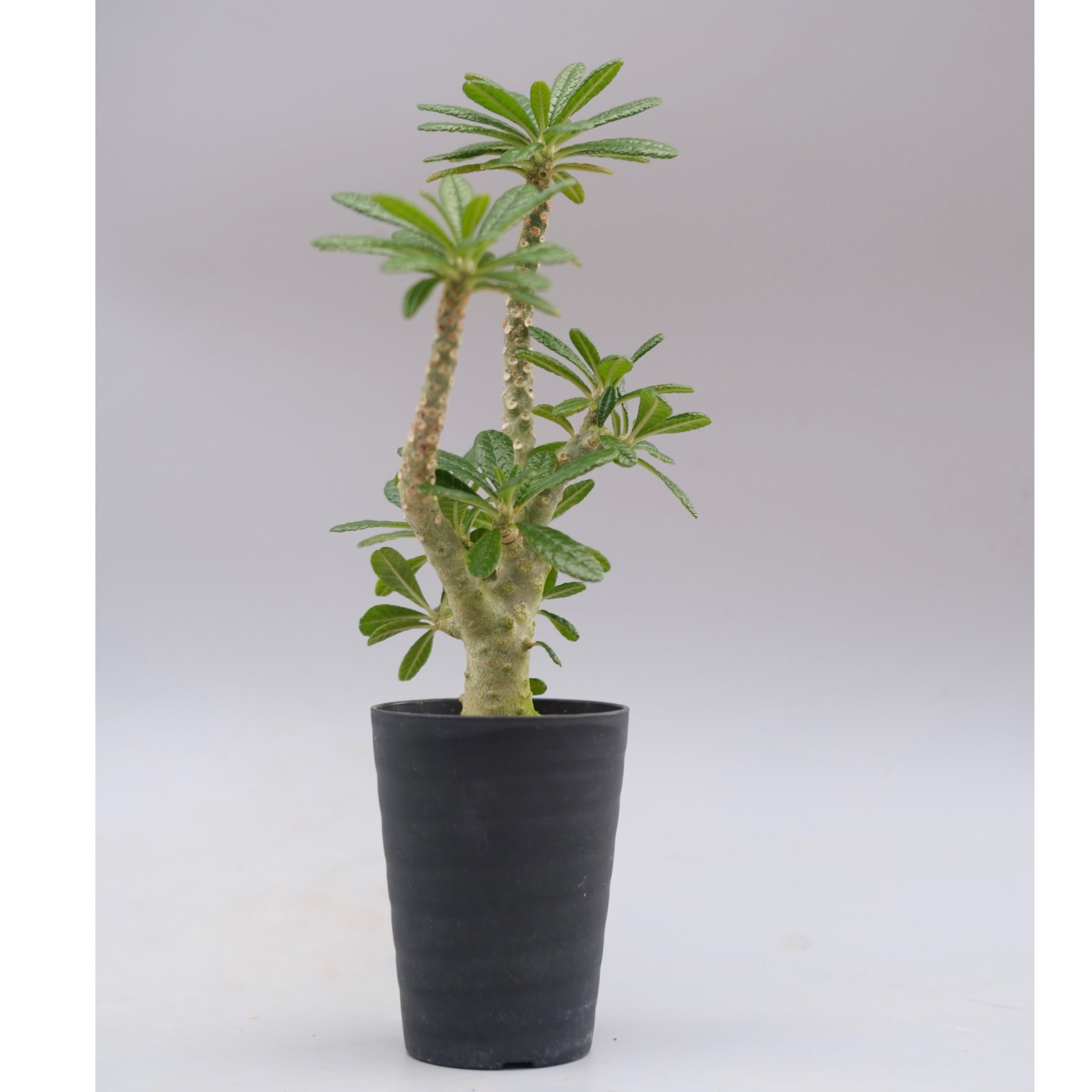 ドルステニア ギガス045 Dorstenia gigas | Sunny Branch