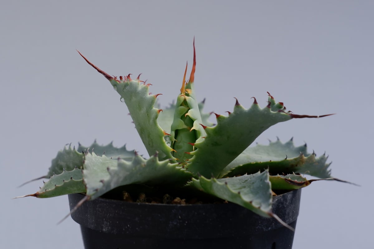 アガベ ポタトラム スポーン003 Agave Potatorum 'SPAWN' | Sun