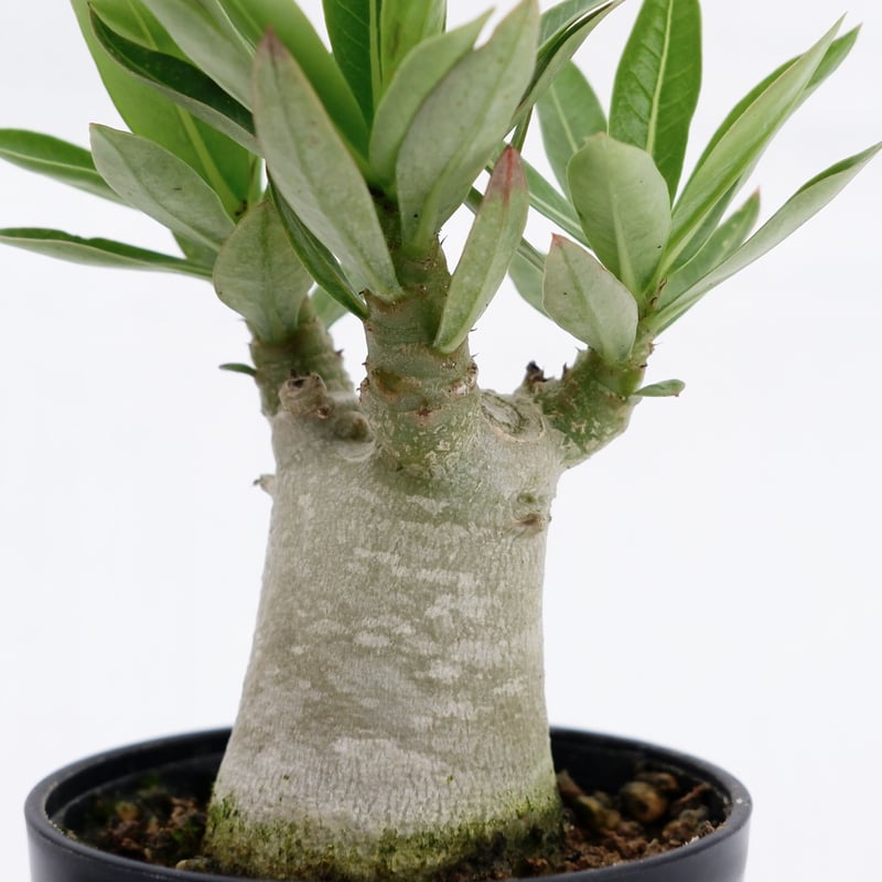 アデニウム ブラックソマレンセ 実生株 Adenium somalense var アデニウム ブラックソマレンセ 実生株 Adenium somalense var