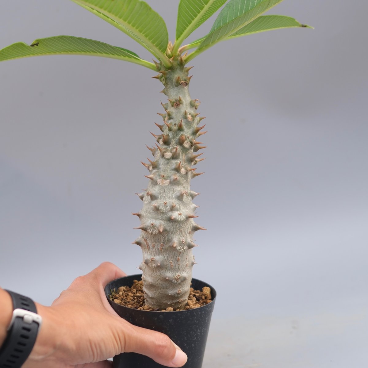パキポディウム バロニー実生株033 Pachypodium baronii | Sunny