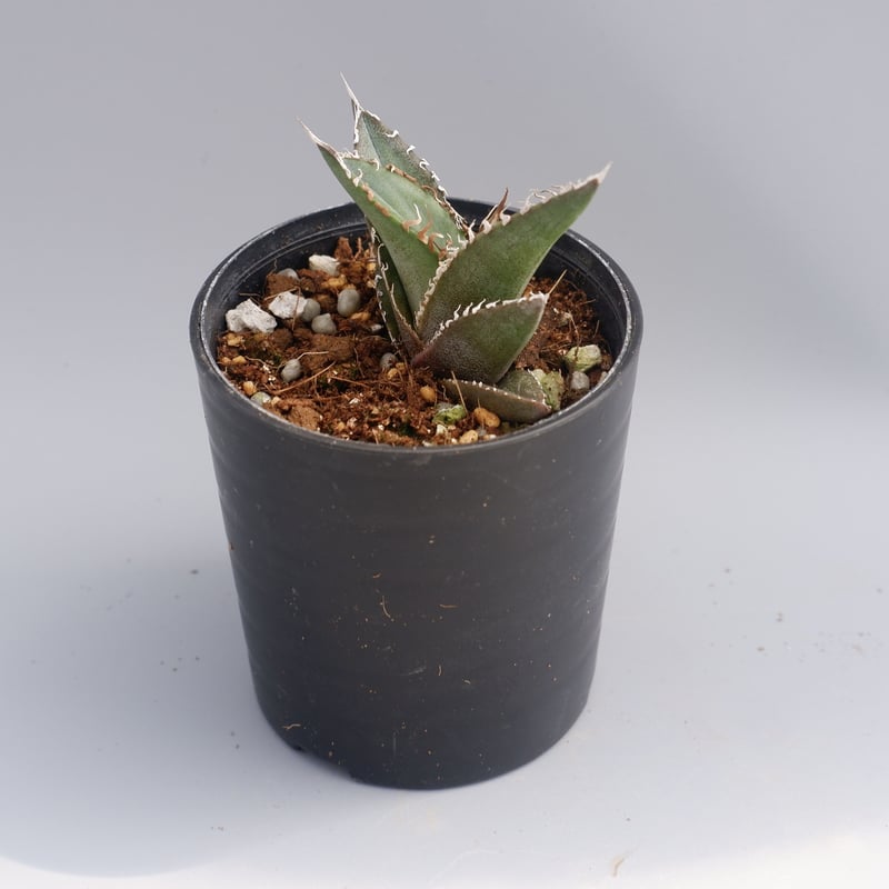 アガベ オテロイ 実生株 Agave oteroi seeding 033 | Sunny