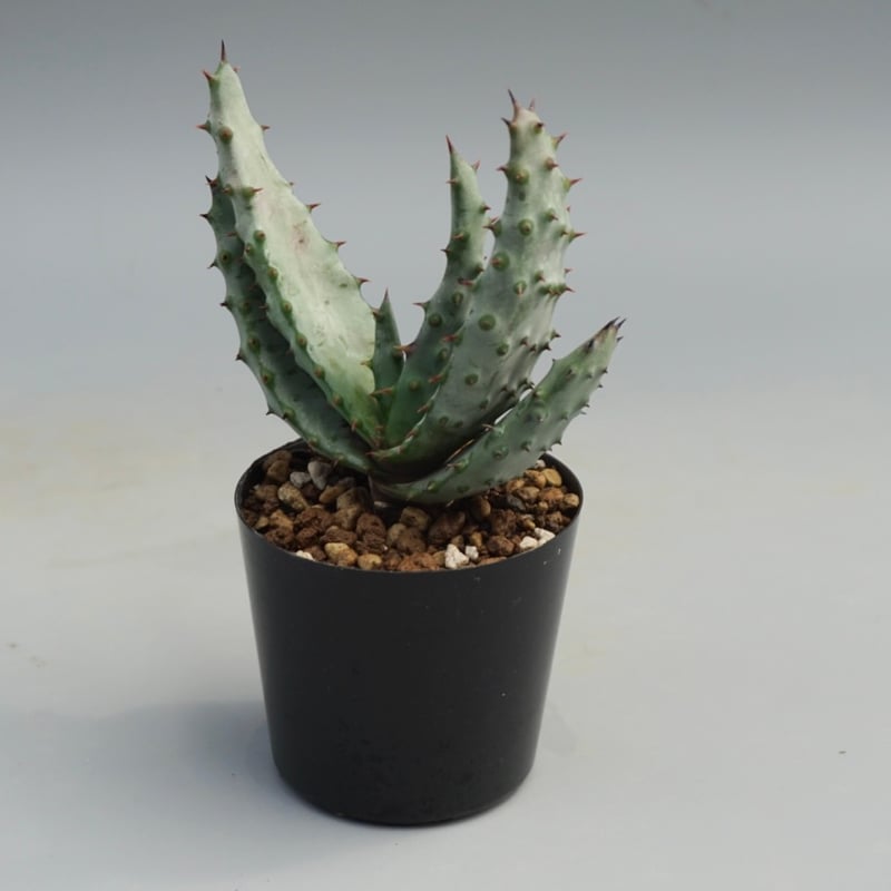 アロエ マルロシー 鬼切丸 Aloe marlothii 002 | Sunny Branch