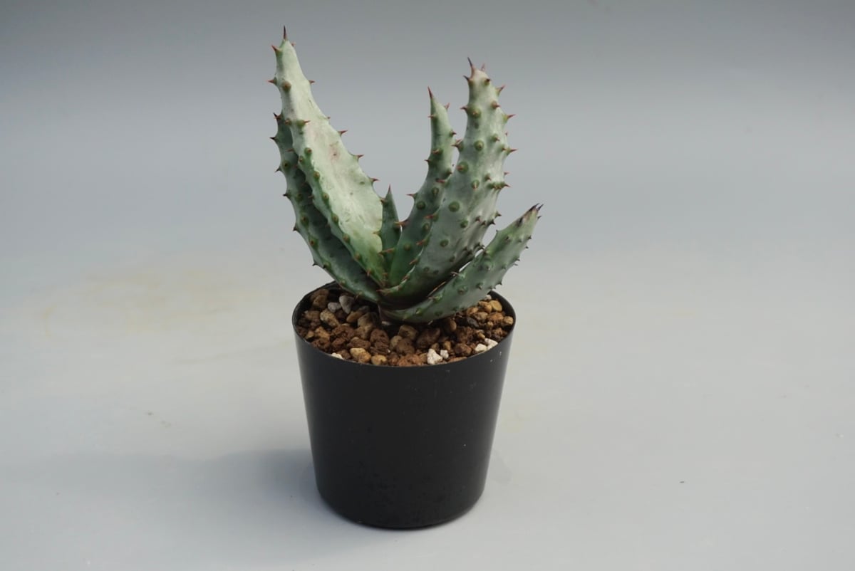 アロエ マルロシー 鬼切丸 Aloe marlothii 002 | Sunny Branch