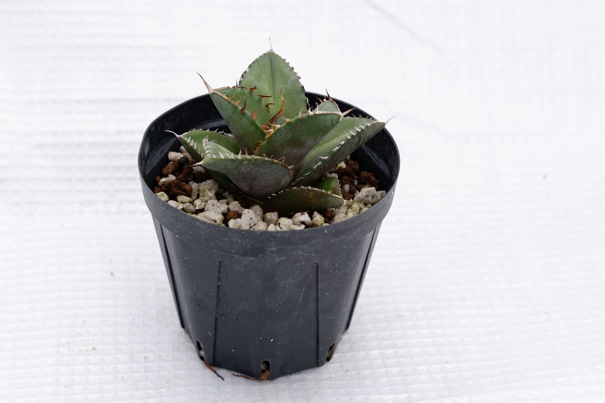 アガベ オテロイ 実生株 Agave oteroi seeding 019 | Sunny