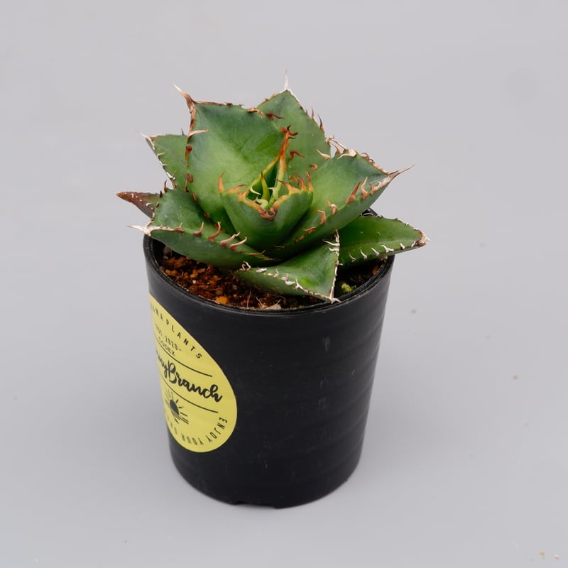 アガベ チタノタ 海王 Agave titanota 海王 004 | Sunny Branch