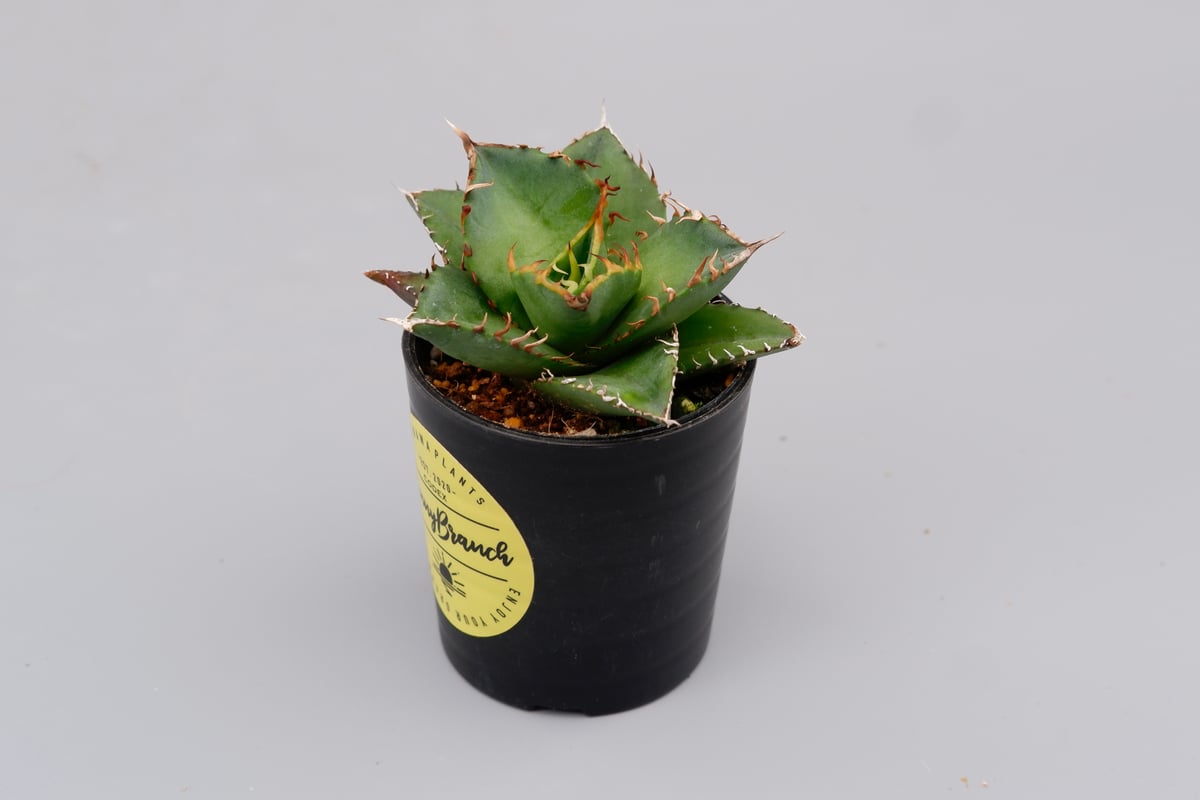 アガベ チタノタ 海王 Agave titanota 海王 004 | Sunny Branch