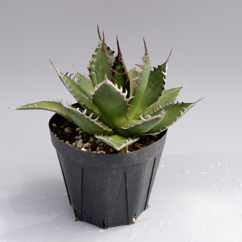 アガベ ホリダ 026 Agave horrida 強棘 | Sunny Branch