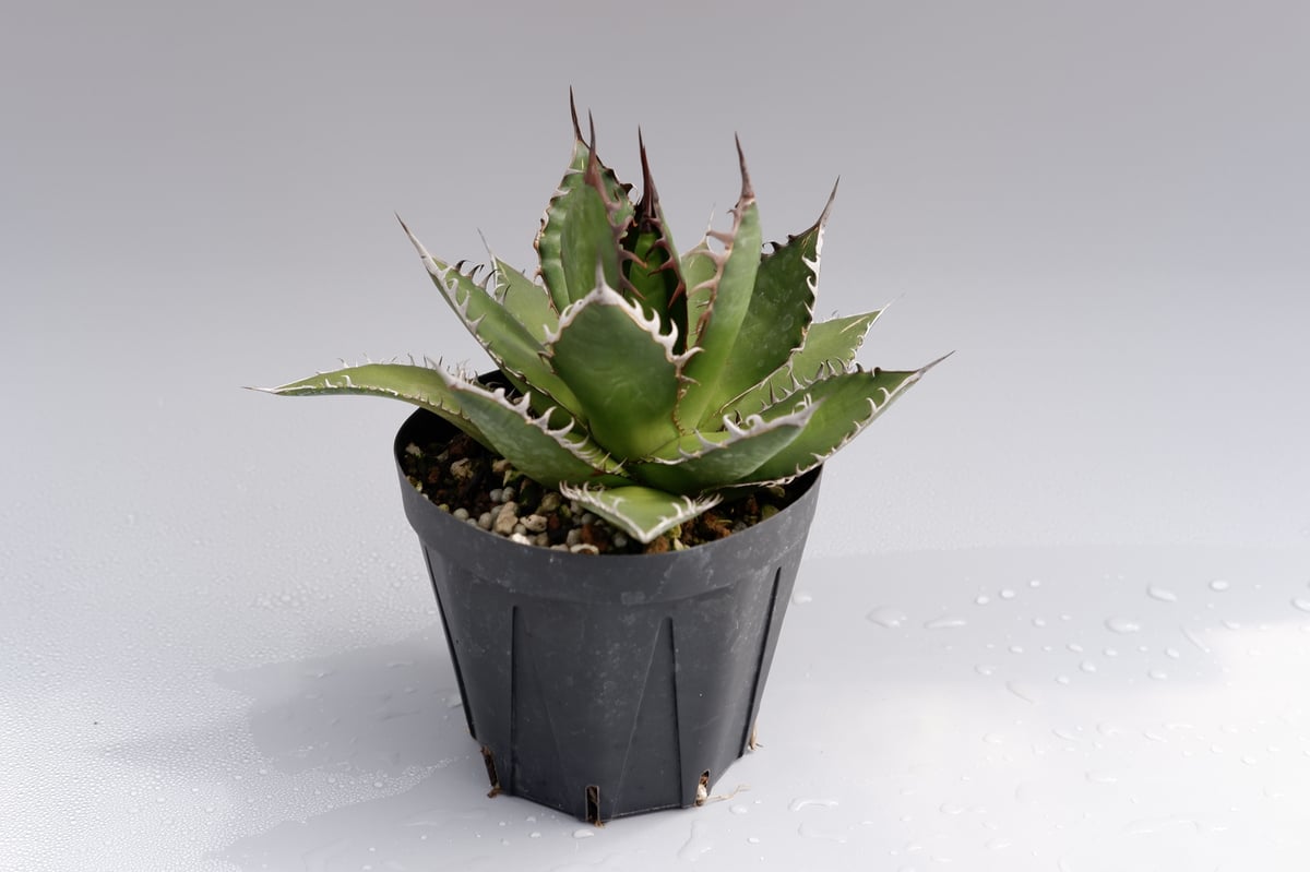 アガベ ホリダ 026 Agave horrida 強棘 | Sunny Branch
