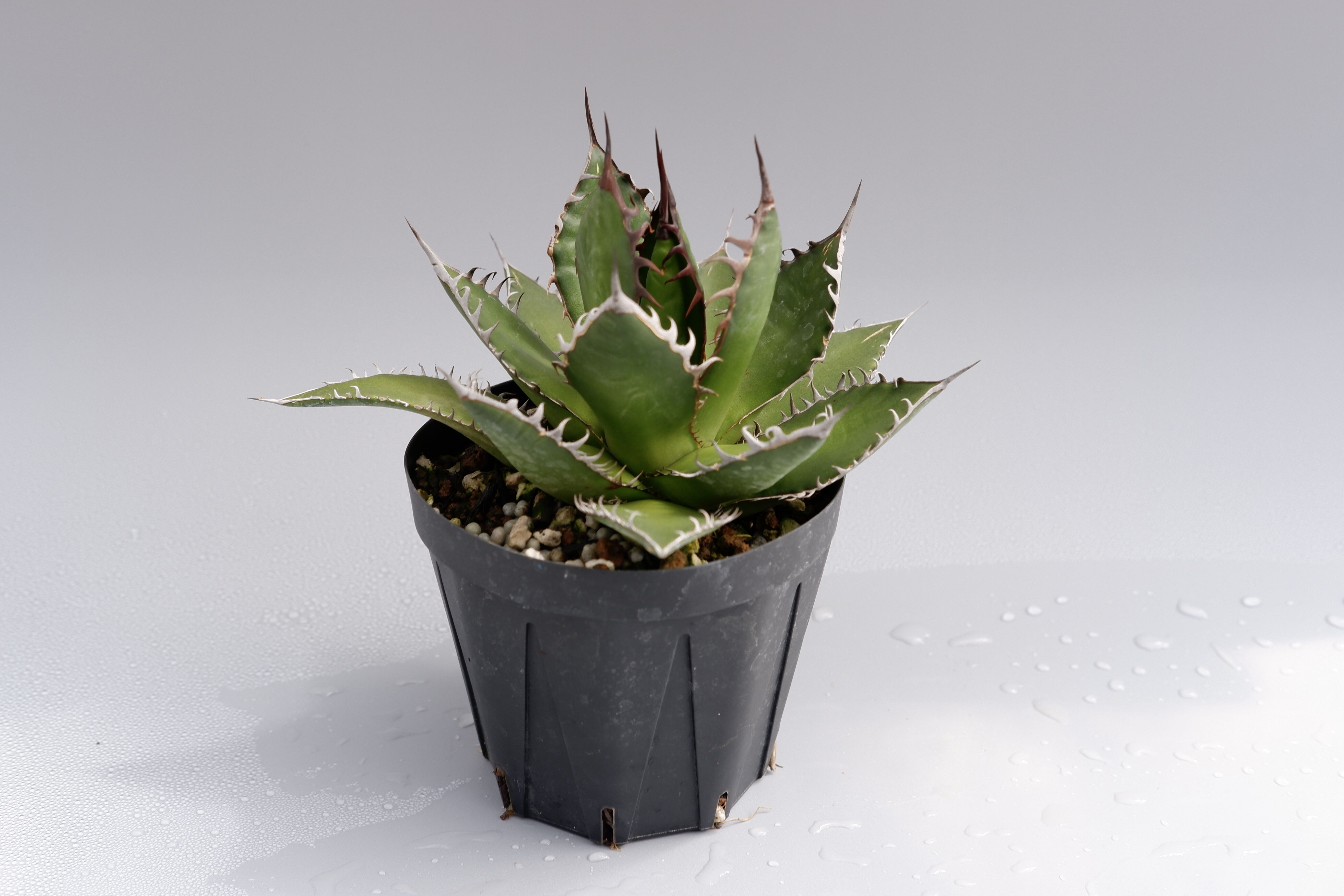 アガベ ホリダ 026 Agave horrida 強棘 | Sunny Branch
