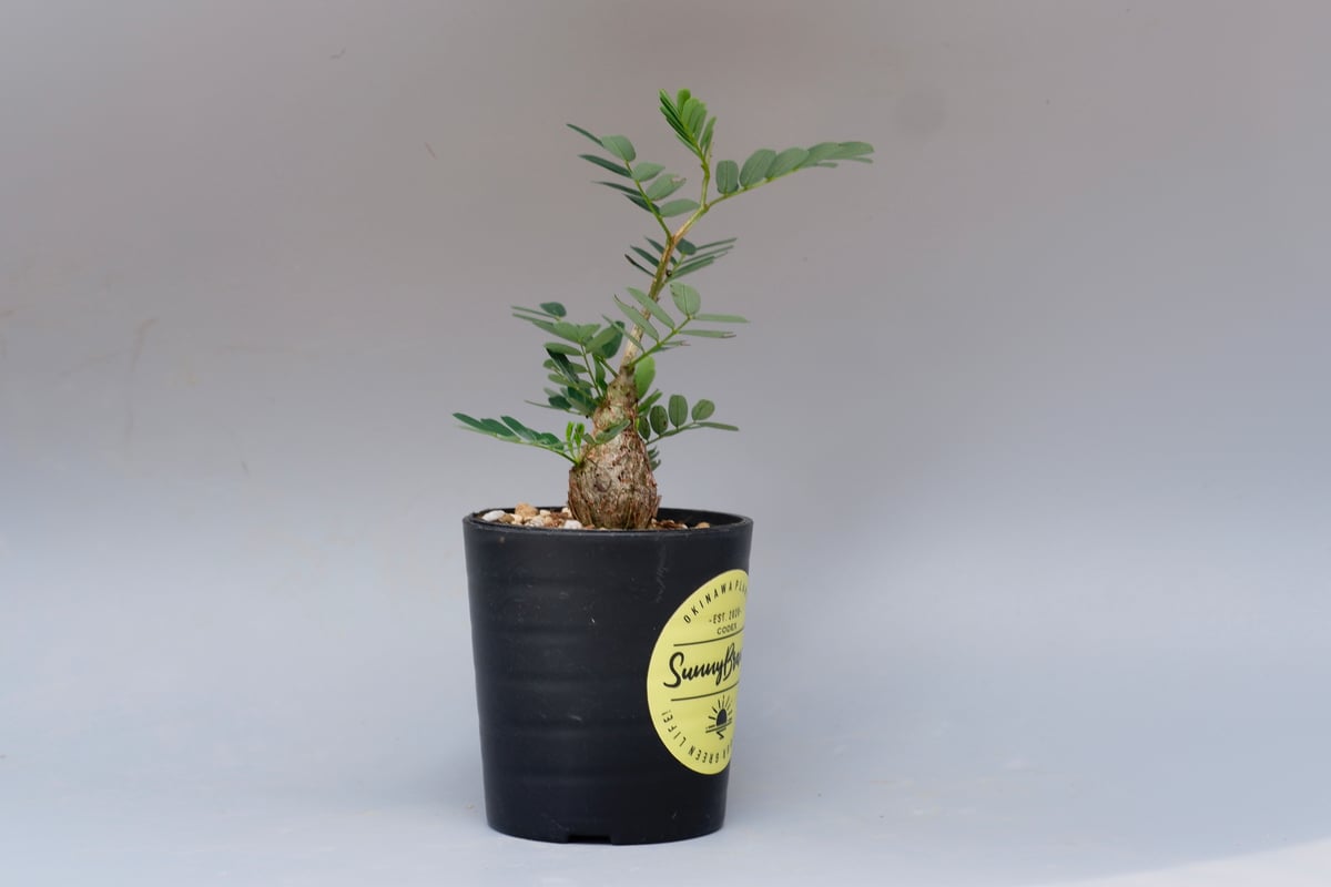 センナ メリディオナリス 実生株 Senna meridionalis 005 | Sunny