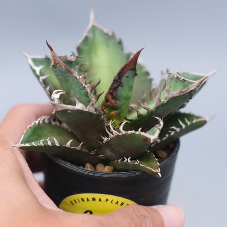 レッドキャット | STORES