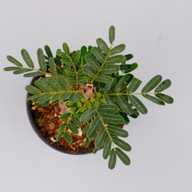 センナ メリディオナリス 実生株 Senna meridionalis 001 | Sunny