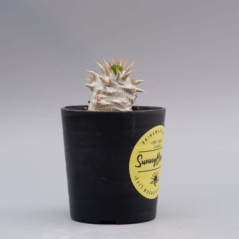 パキポディウム ロスラーツム 実生株 007 Pachypodium rosulatum ve