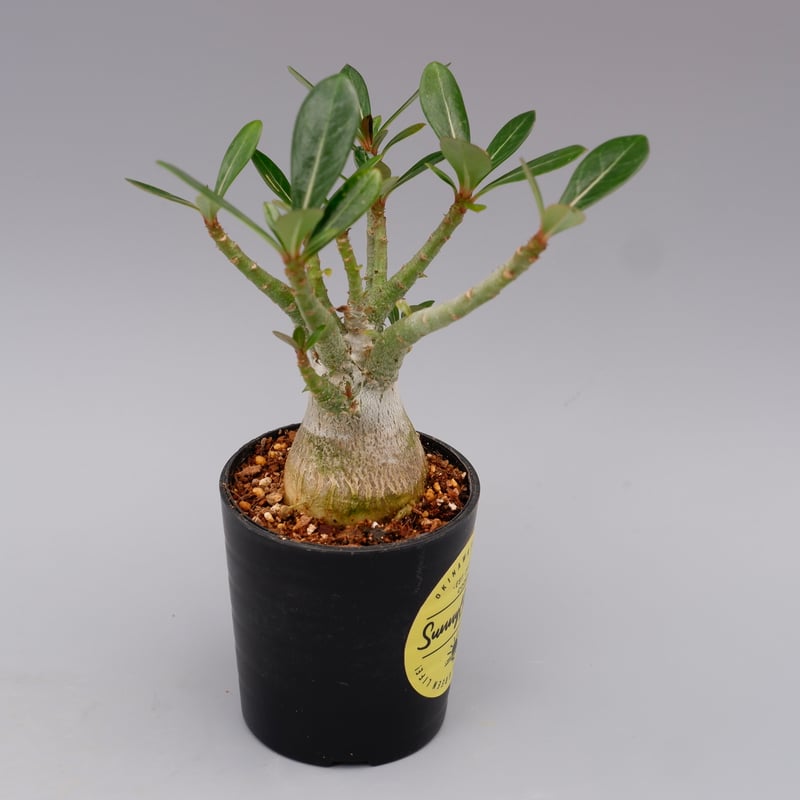アデニウム ソマレンセ 実生株 Adenium somalense 001 | Sunny