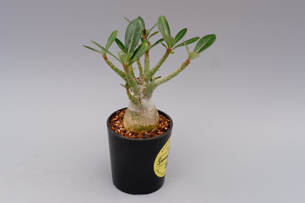 アデニウム ソマレンセ 実生株 Adenium somalense 001 | Sunny