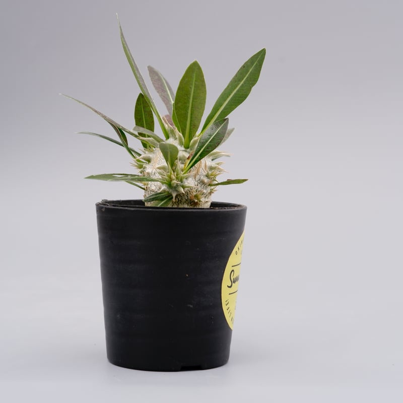 パキポディウム ロスラーツム 実生株 001 Pachypodium rosulatum ve