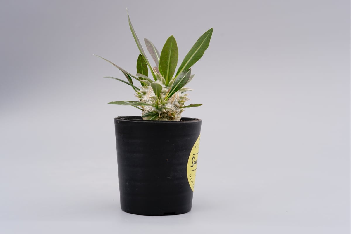 パキポディウム ロスラーツム 実生株 001 Pachypodium rosulatum ve