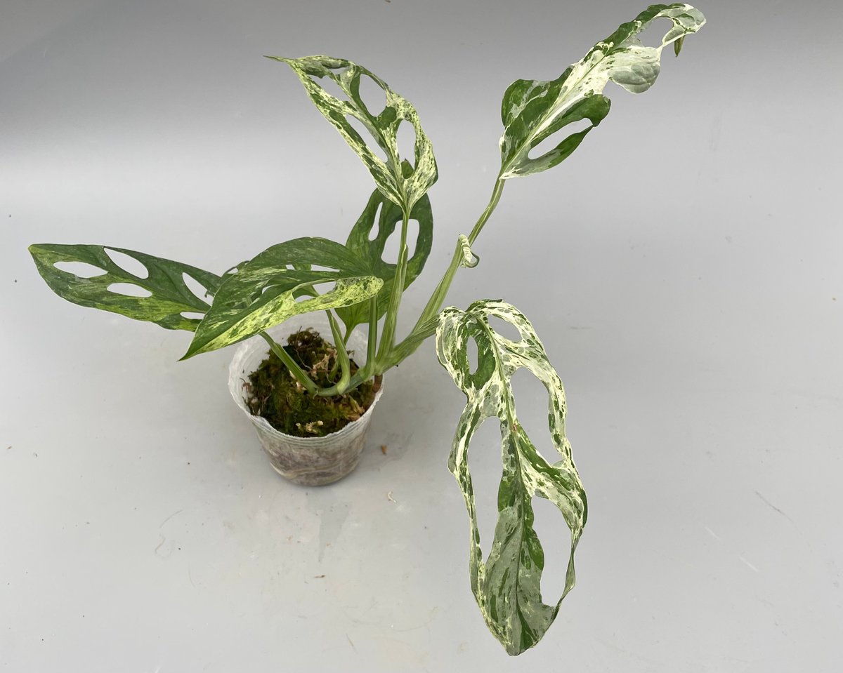 モンステラ アダンソニー バリエガータ ミント 斑入り Monstera