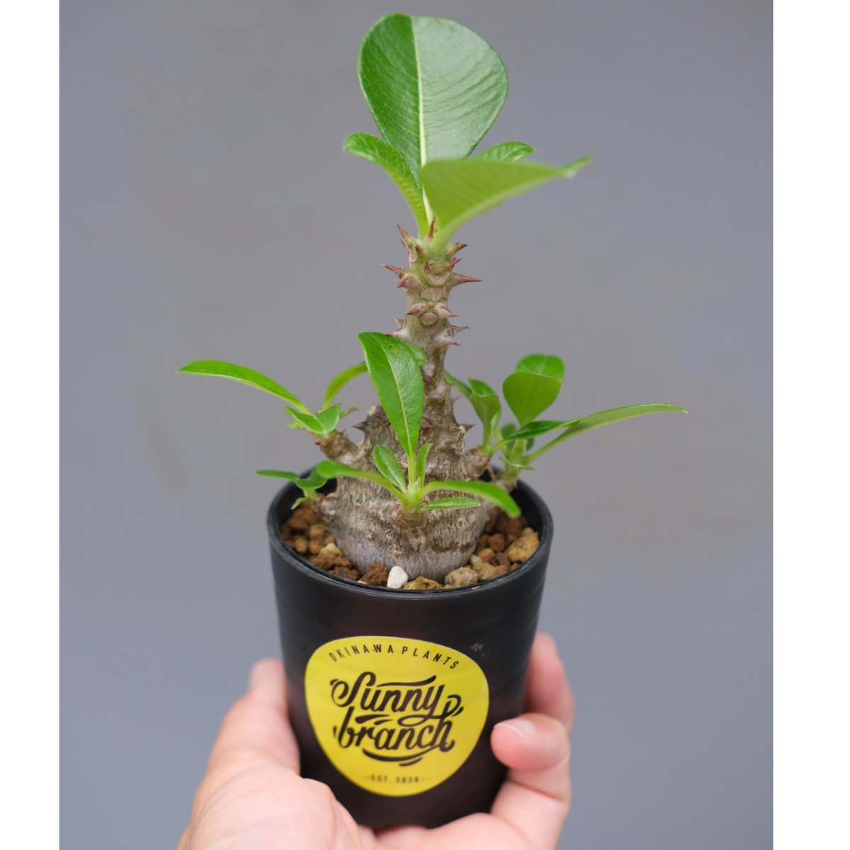 パキポディウム ウィンゾリー 実生株 053 Pachypodium windsorii |