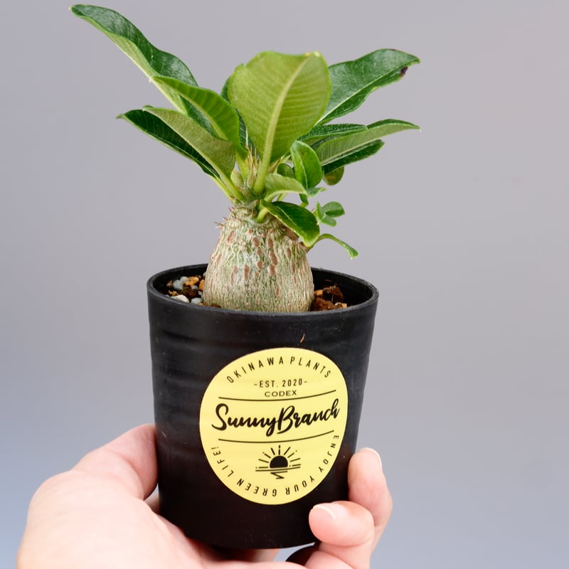 パキポディウム ウィンゾリー 実生株 014 Pachypodium windsorii パキポディウム ウィンゾリー 実生株 014 Pachypodium windsorii