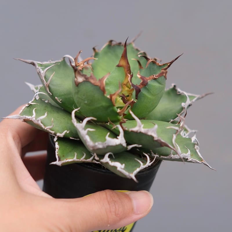 特選 チタノタ シーザー (アガベ パキポディウム ユーフォルビア オテロイ チタノタ シーザー (アガベ パキポディウム ユーフォルビア オテロイ