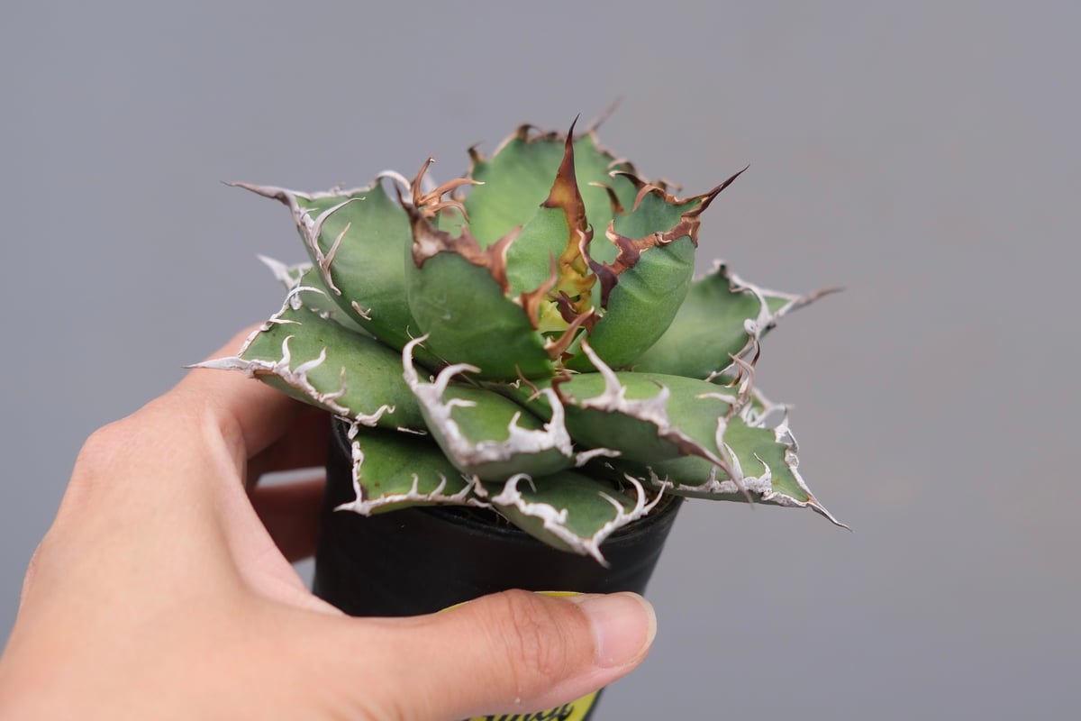 アガベ チタノタ シーザー Agave titanota caesar 148 | Sunny