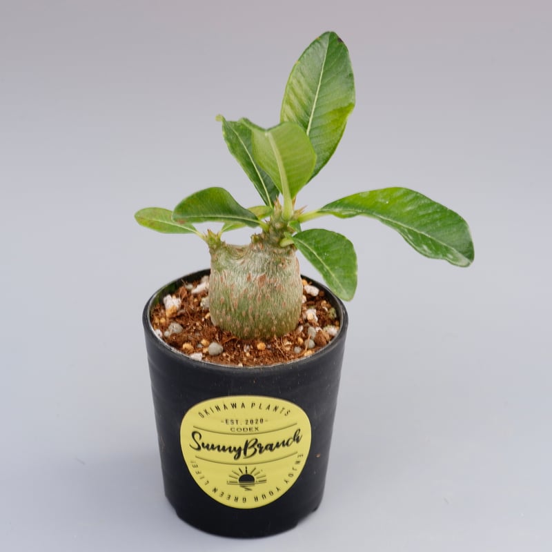 種子10粒 パキポディウム ウィンゾリー windsorii パキポディウム・ウィンゾリー(Pachypodium windsorii