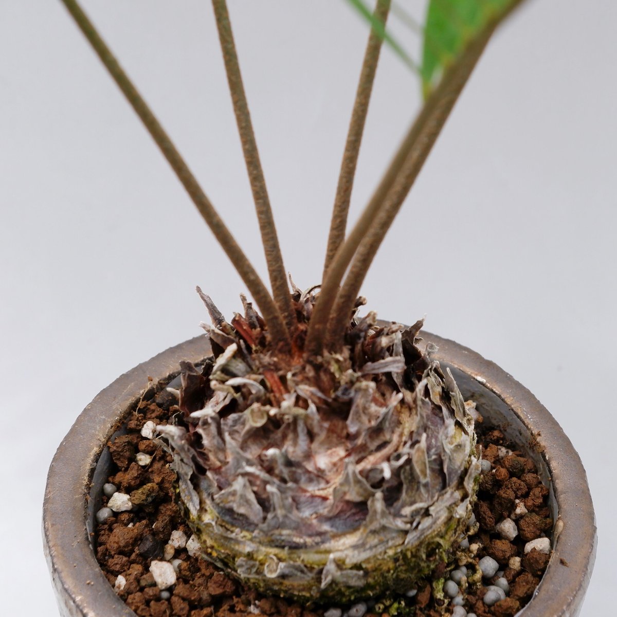 ザミア フロリダーナ 003 Zamia floridana 蘇鉄 | Sunny Branch