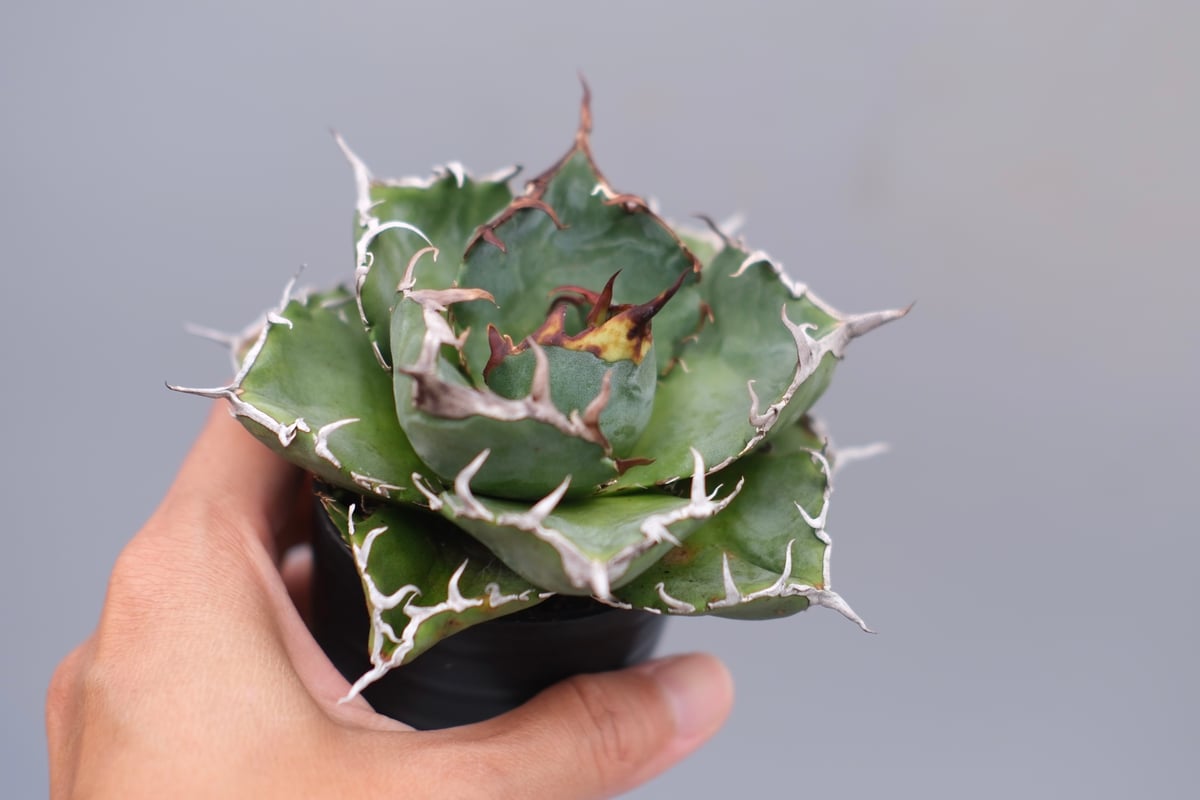 アガベ チタノタ 白鯨 Agave titanota white whale 225 | Su