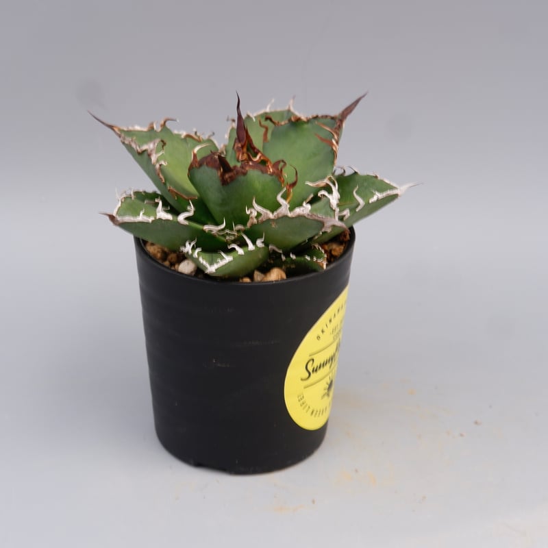 アガベ チタノタ シーザー Agave titanota caesar 142 | Sunny