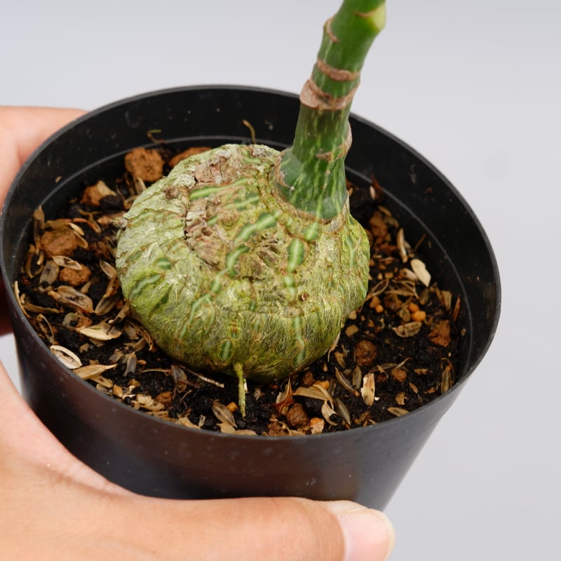 ボンバックス ボンバックス