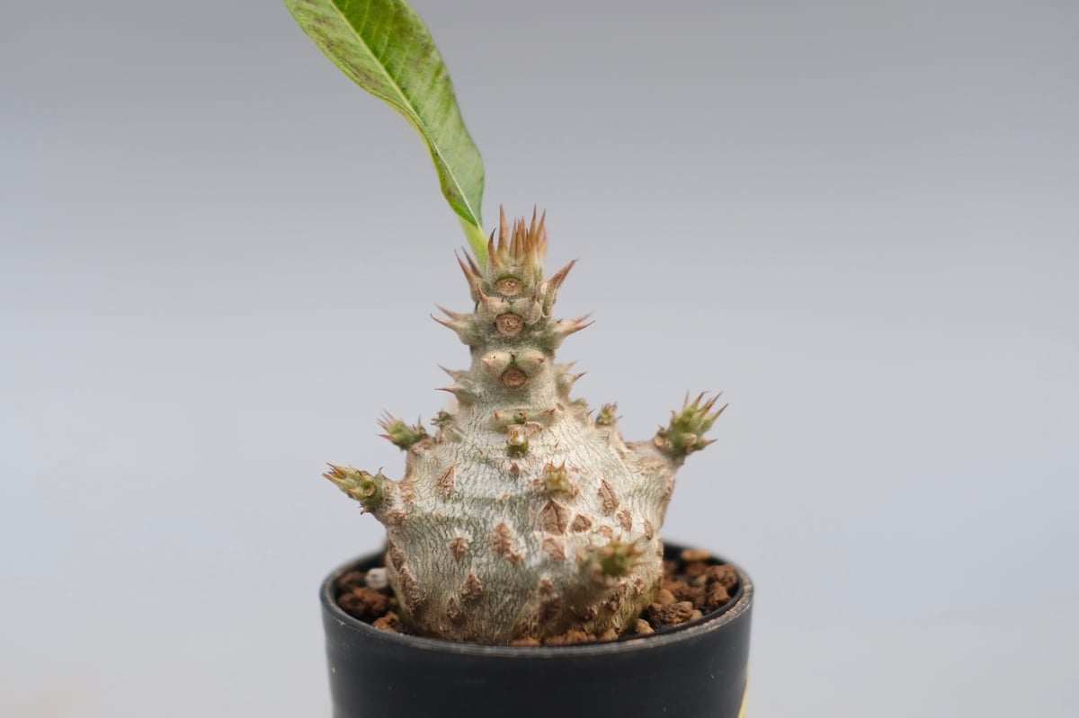 パキポディウム ウィンゾリー 実生株 118 Pachypodium windsorii |