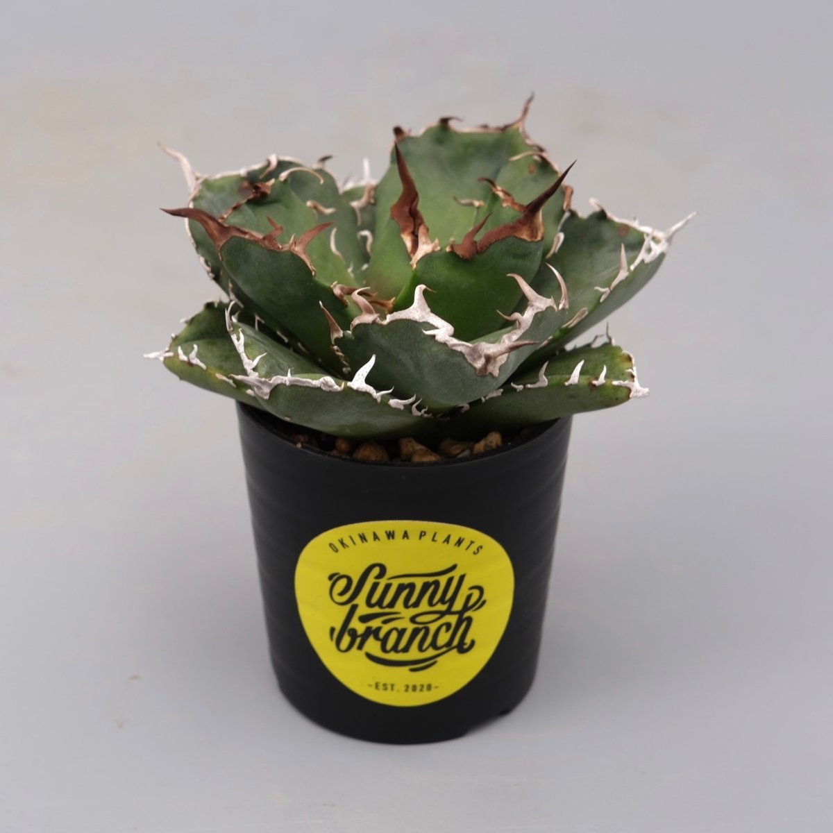 アガベ チタノタ 白鯨 Agave titanota white whale 207 | Su