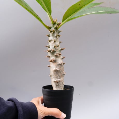 パキポディウムバロニー 国内実生 ダブルヘッド パキポディウムバロニー 国内実生 ダブルヘッド