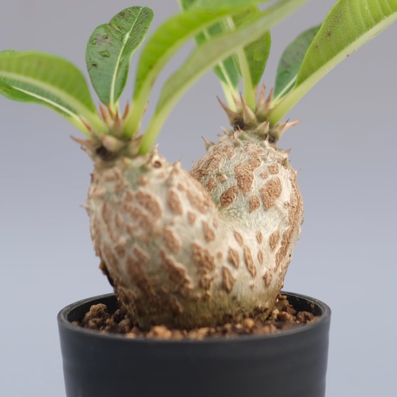 パキポディウム ウィンゾリー 実生株 089 Pachypodium windsorii |