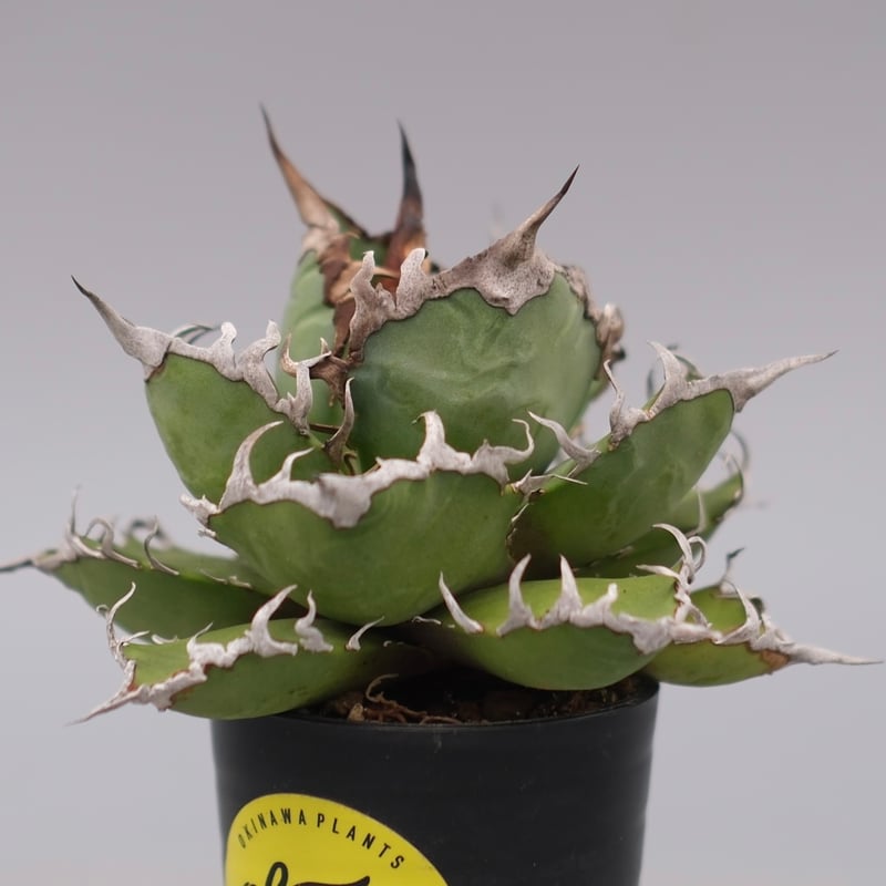 アガベ チタノタ シーザー Agave titanota caesar 183 | Sunny