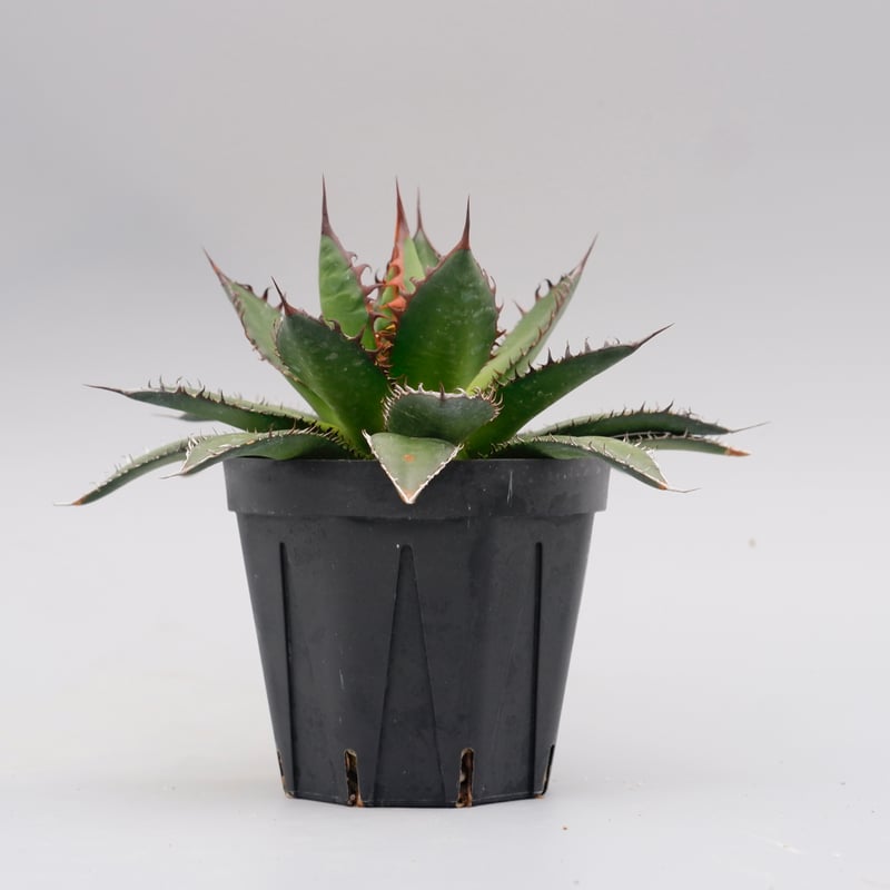 アガベ ホリダ 038 Agave horrida 強棘 | Sunny Branch