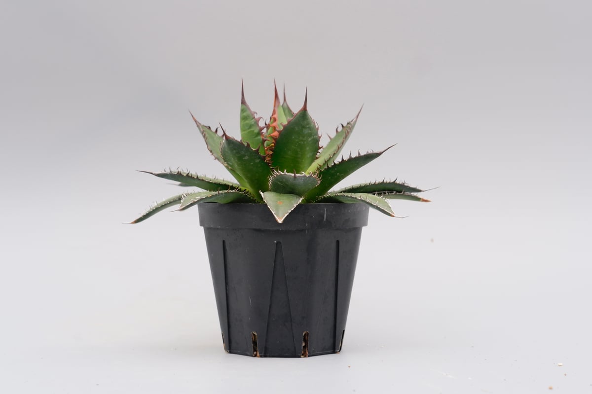 アガベ ホリダ 038 Agave horrida 強棘 | Sunny Branch